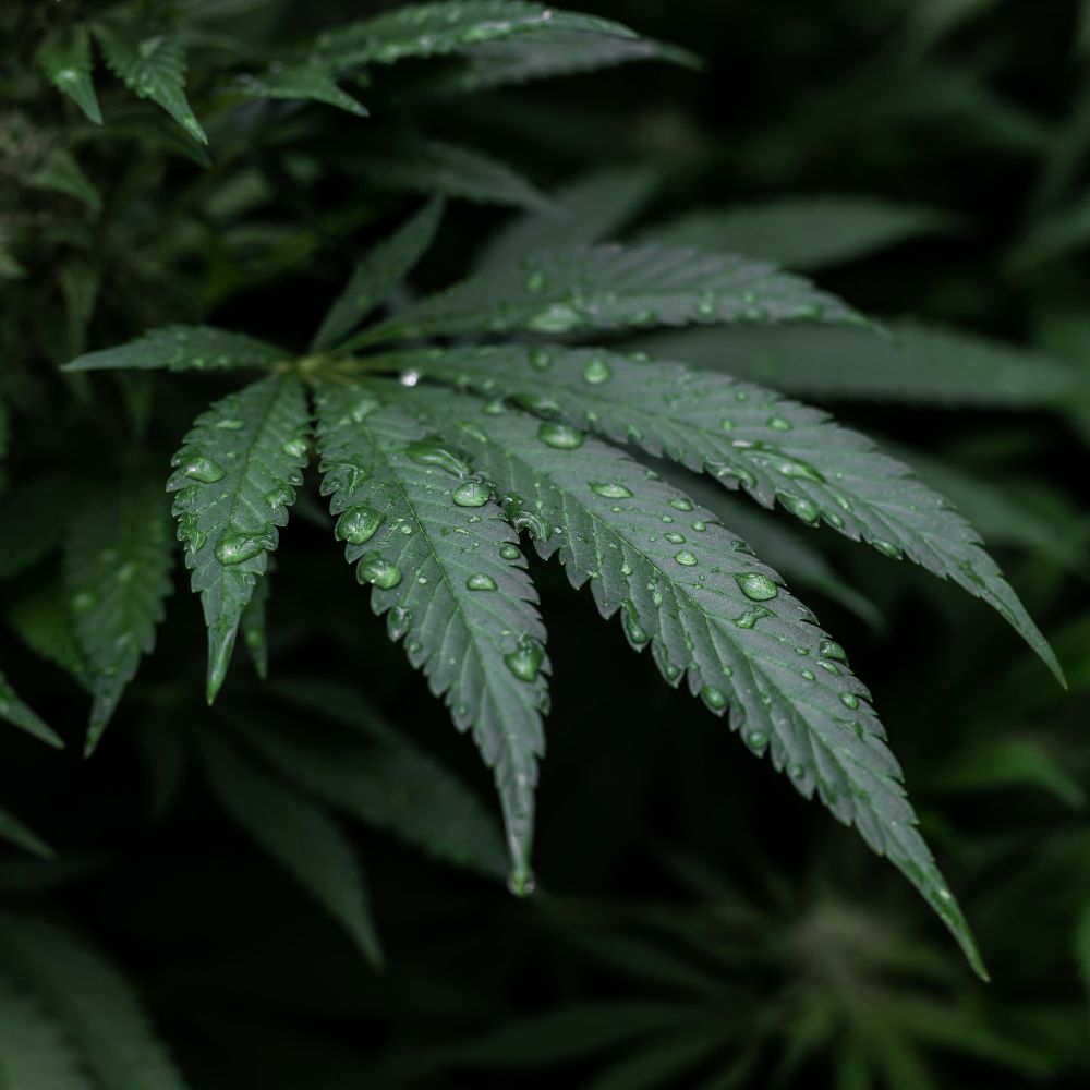 Arreter cannabis perpignan Arreter cannabis perpignan